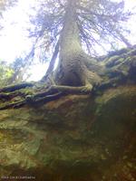 Сосна над святым источником