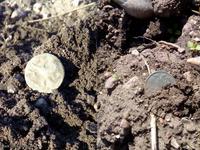 Монетки загарают в огороде :)