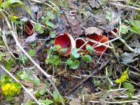 Ранние съедобные весенние грибы - Саркосцифа алая