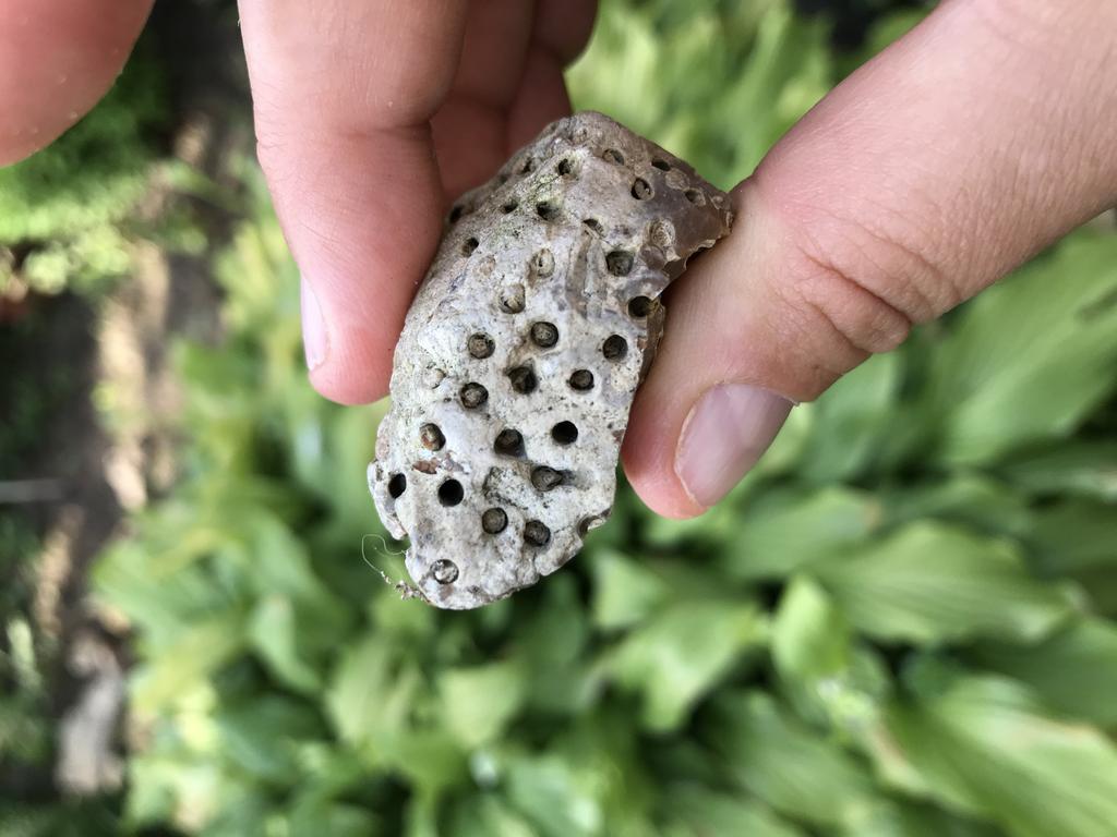 Твердая порода с отпечатком живности?...