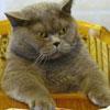 avatar-cats_149