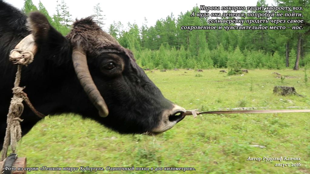 Часть 7. Фото из серии «Пешком вокруг Хубсугула. Одиночный поход в 400 километров». Рудольф Кавчик