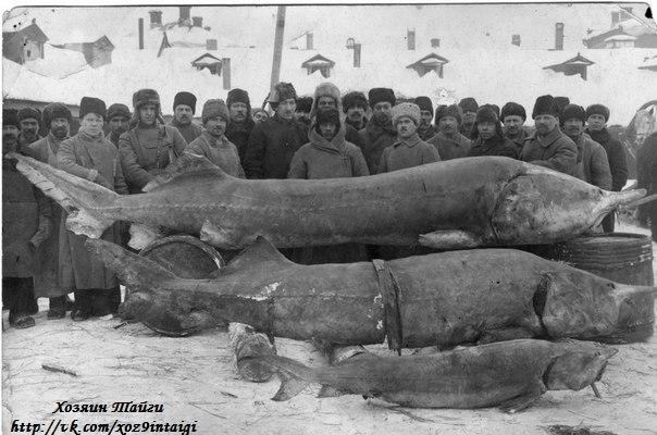 Большая рыба Осётр Хозяин Тайги