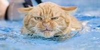 котик