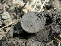 Убитая временем медная монета Находки кладоискателей клуб клад