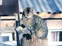 Крутой котик 