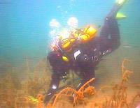 Работа под водой с металлоискателем Excalibur. Главное, не поднимать ластами муть со дна, а то будешь плавать как в тумане. 