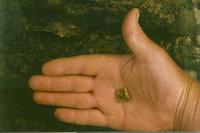 Наш первый самородок 17 граммов, найден при первом испытании металлоискателей в 1997 году, на ручье Гатченский. 