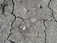 после дождя