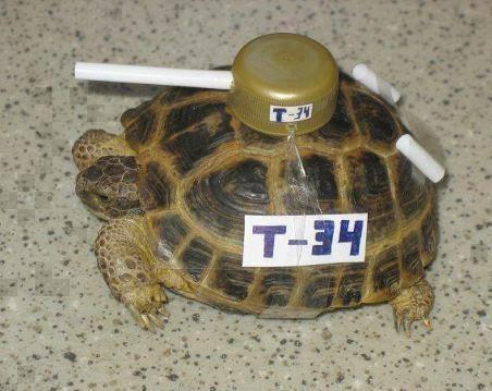 рнпе