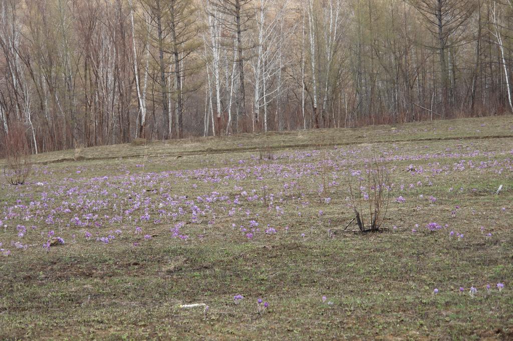 Полянка