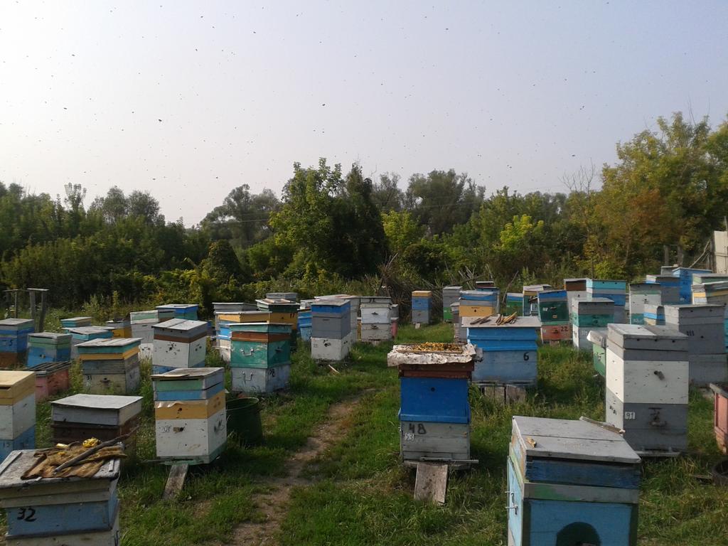 Продам Мёд из Воронежской области