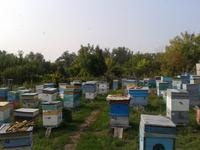 Продам Мёд из Воронежской области