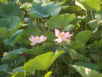 DSCN0435