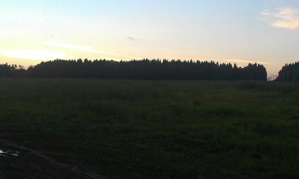 поле