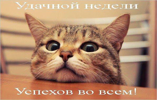 люблю кошек