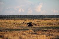 IMG_3733