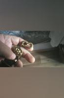 змея с кортика¡ 