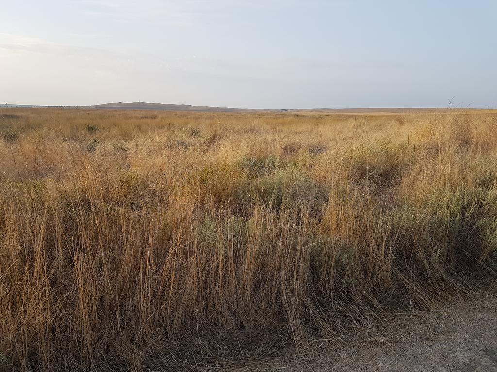 Степь и еще раз степь