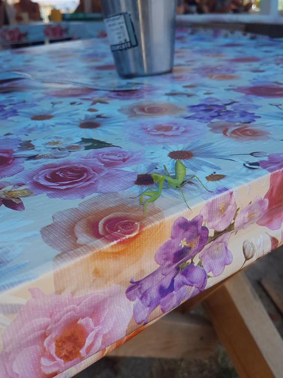 Друг-богомол