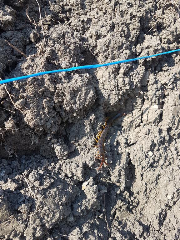 Сколопендра-1