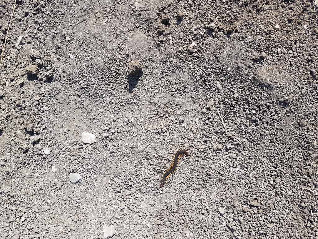 Сколопендра-2