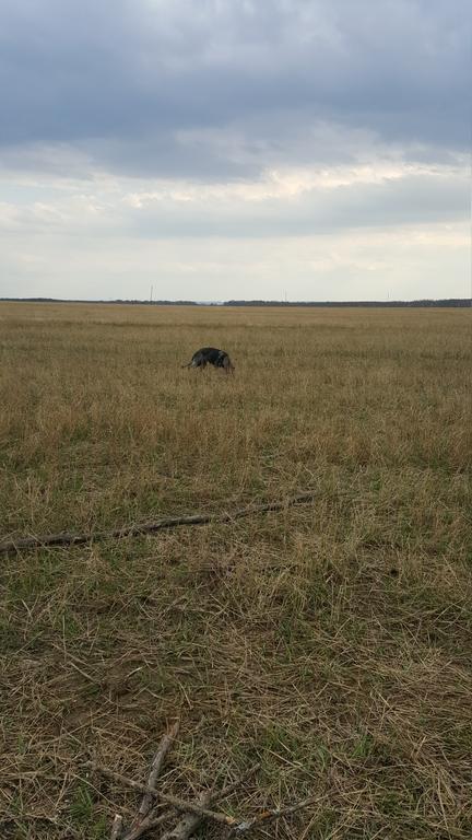 собака тоже что-то искала