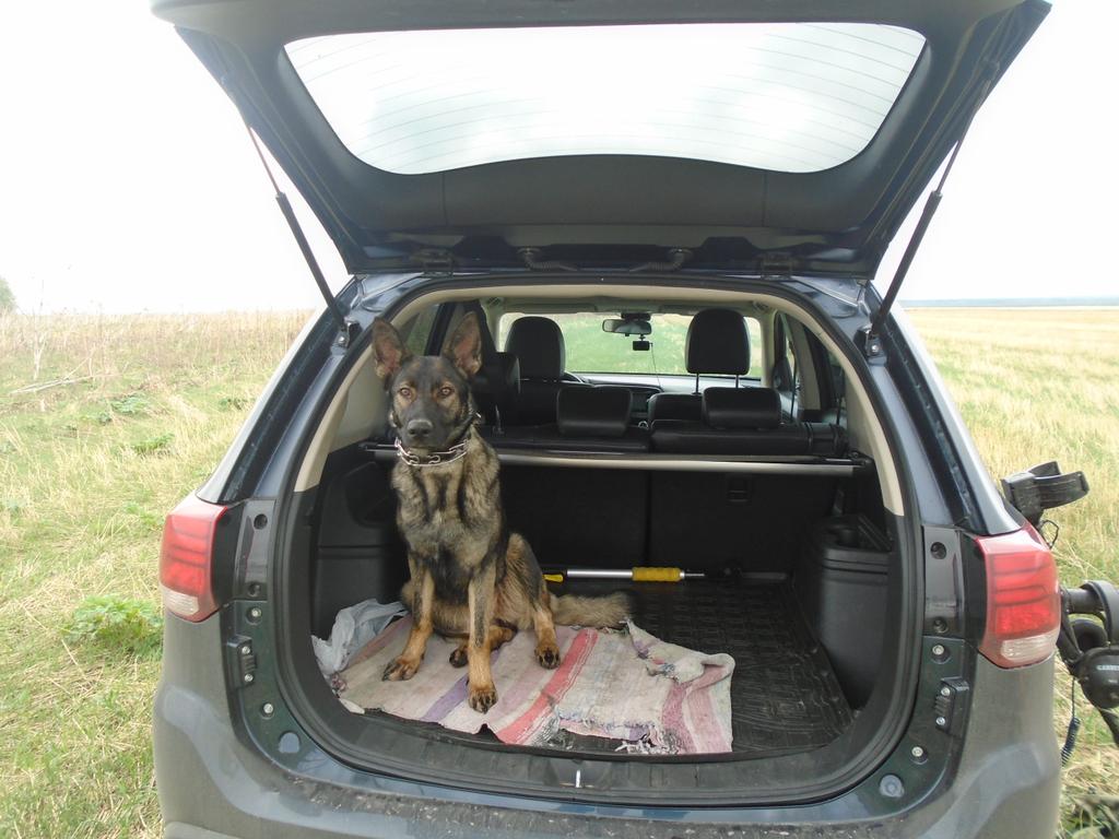 хозяин, поехали домой!А?