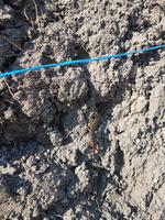 Сколопендра-1