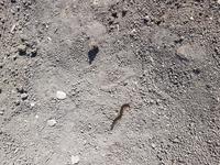 Сколопендра-2