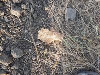 Первая косточка