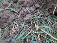 первая монета второго дня