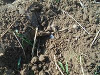 третий выезд и сразу чешуя