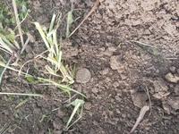 Монетка на входе в поле