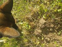 Вторая монетка с Собачком