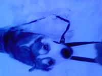 пойдём копать хозяин