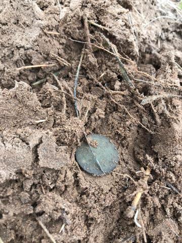 Павел 1 копейка