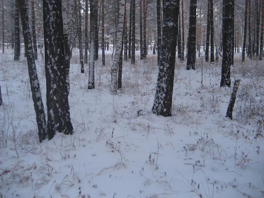 лес