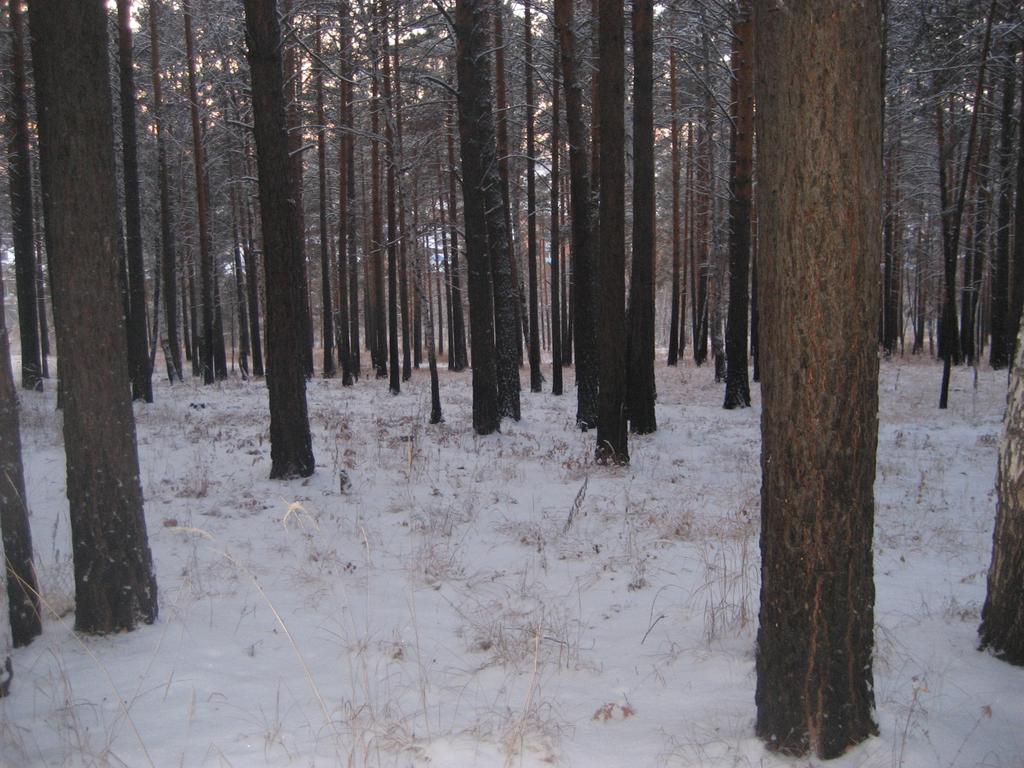 лес