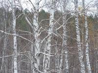 Сова
