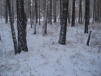 лес