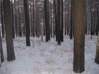 лес