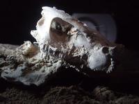 Пещера на р.Белой