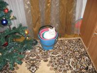 кошак