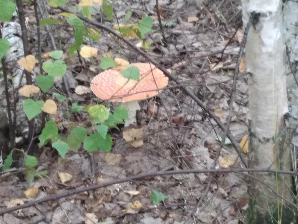 грибная пора