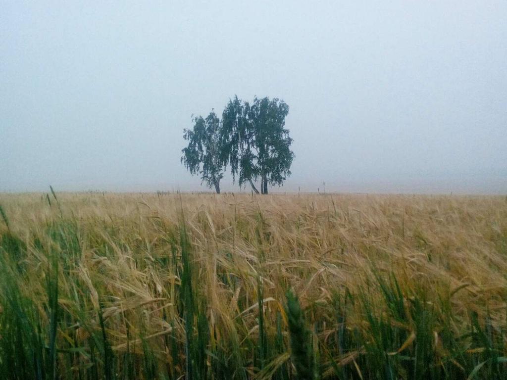 русское поле