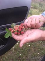 ягода поспела