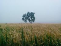 русское поле