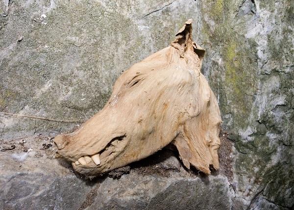 На дне пещеры Горома были найдены в прекрасном состоянии кости пещерной гиены - Пещера Горомын Агы конц января 2007 года Окинский район Бурятии