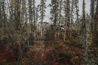 11. 16 января 1965 года самолёт Fairchild C-82A Packet выполнял грузовой рейс на Аляске и совершил вынужденную посадку в глухой местности из-за обледенения. Все три члена экипажа спасены после 3-х суток ожидания при морозе -40.